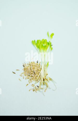 microgreen sprouts of lettuce leaves a on a white background. Selective focus. nature. Stock Photo