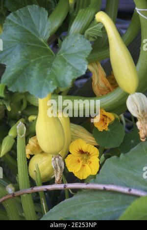 Closeup vertical shot of growing crookneck squashes with blooming flowers in a field Stock Photo