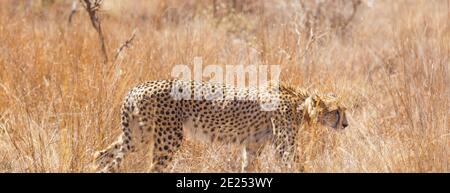 Beautiful leopard walking in its natural habitat on a sunny day Stock Photo