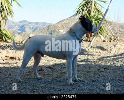 Selective focus shot of an American bulldog Stock Photo