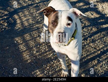 Selective focus shot of an American bulldog Stock Photo