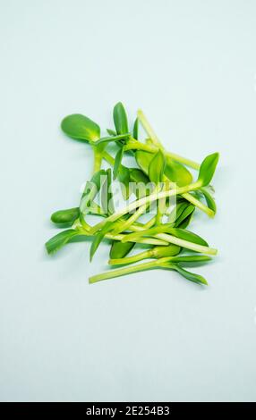 sprouts of microgreen sunflower in a spoon on a white background. Selective focus.food Stock Photo