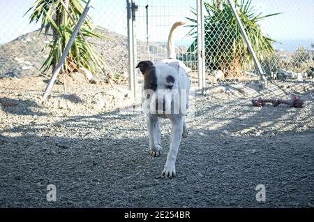 Selective focus shot of an American bulldog Stock Photo
