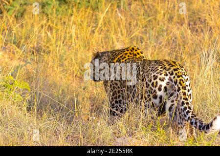 Beautiful leopard walking in its natural habitat on a sunny day Stock Photo