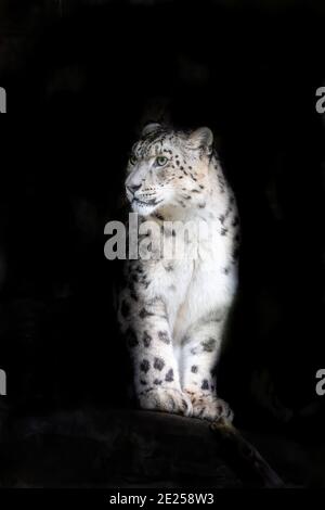 Alert adult snow leopard, panthera uncia, on black background with space for text. This vulnerable big cat is indigenous to the mountains of central a Stock Photo