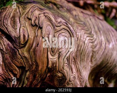 Patterns in tree bark at Ventnor Botanic Garden, Isle of Wight, UK Stock Photo