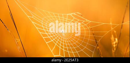 Glowing cobweb with dew on winter morning, golden sunrise shining on cobweb and wild grass, bright transparent and glittering. Close-up. Stock Photo