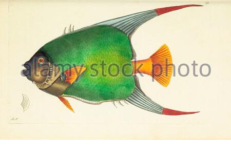Queen angelfish (Holacanthus Ciliaris), vintage illustration published in The Naturalist's Miscellany from 1789 Stock Photo