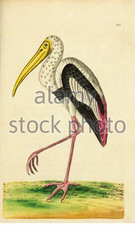 Painted Stork (Mycteria leucocephala), vintage illustration published in The Naturalist's Miscellany from 1789 Stock Photo