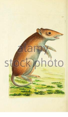Southern Brown Bandicoot (Isoodon obesulus), vintage illustration published in The Naturalist's Miscellany from 1789 Stock Photo