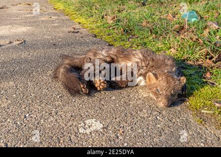 A dead beech marten lies on the roadside in front of grass in the sun Stock Photo