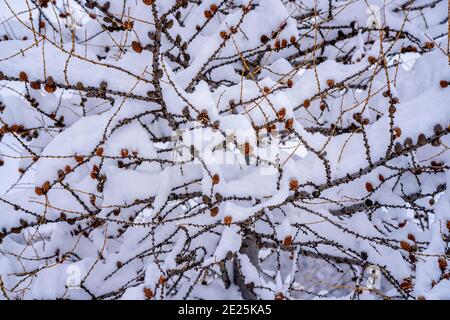 Winter background with small pine cones covered with thick layer of snow. Closeup macro shot, selective focus background .  Stock Photo