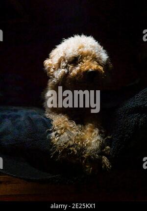 Labradoodle dog laying on a bed, UK Stock Photo