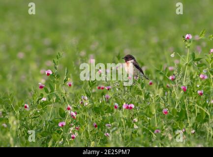 bird and flower with green background stock photo. Stock Photo