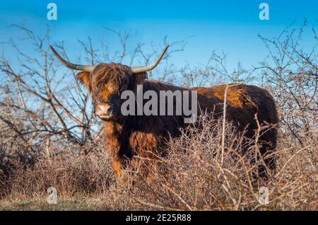 highland cattle in the dunes in holland in the winter morning with blue sky Stock Photo
