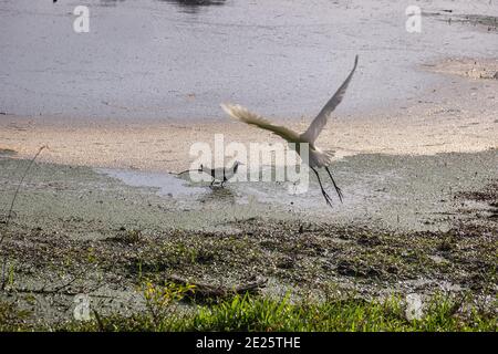 Pheasant-tailed Jacana, Waterpheasant (Hydrophasianus chirurgus) on edge of the swamp. The egret took off. Sri Lanka Stock Photo