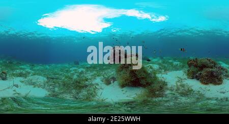 Tropical colourful underwater seas. Coral Garden with Underwater Vibrant Fish. Underwater tropical colourful soft-hard corals seascape. Philippines. 360 panorama VR Stock Photo