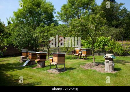 Garden with ten bee hives and trees Stock Photo
