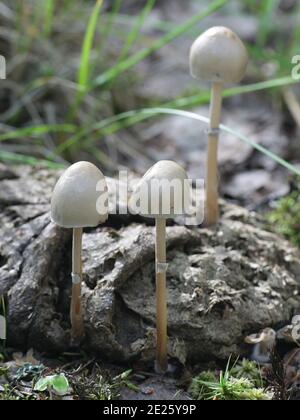 Shiny mottlegill, Panaeolus semiovatus, also known as Anellaria separata, wild mushroom growing on cow dung in Finland Stock Photo