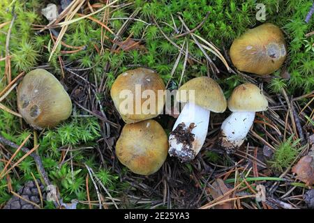 Tricholoma arvernense, also called Tricholoma sejunctoides, a knight mushroom from Finland with no common english name Stock Photo