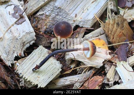 Macrocystidia cucumis, known as Cucumber Cap, wild mushrooms from Filnland Stock Photo