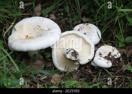 Lactarius bertillonii, fleecy milk-cap, wild mushroom from Finland Stock Photo