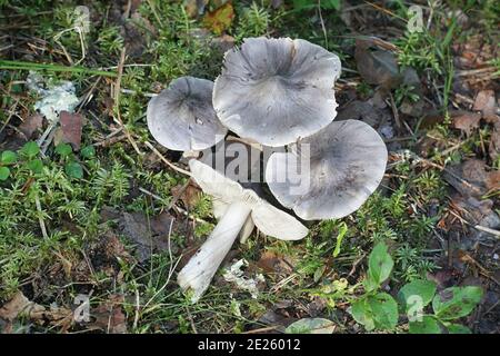 Tricholoma virgatum,  ashen knight, wild mushroom from Finland Stock Photo