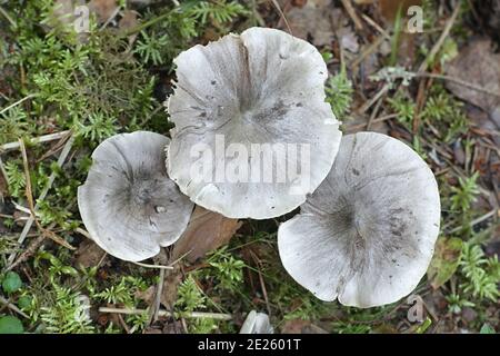 Tricholoma virgatum,  ashen knight, wild mushroom from Finland Stock Photo