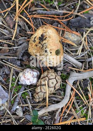 Rhizopogon roseolus, known as blushing false truffle, wild fungus from Finland Stock Photo