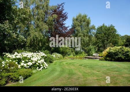 Mature garden with winding lawn and white hydrangea in flower, pond and bench Stock Photo