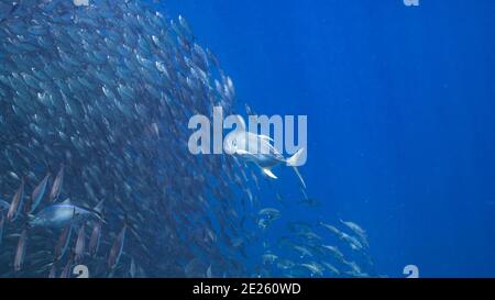 Hunting Horse-Eye Jack in bait ball, school of fish in turquoise water of coral reef in Caribbean Sea, Curacao Stock Photo