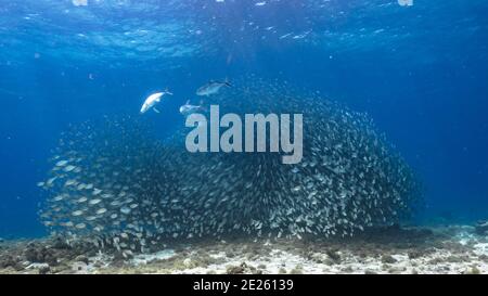 Hunting Horse-Eye Jack in bait ball, school of fish in turquoise water of coral reef in Caribbean Sea, Curacao Stock Photo