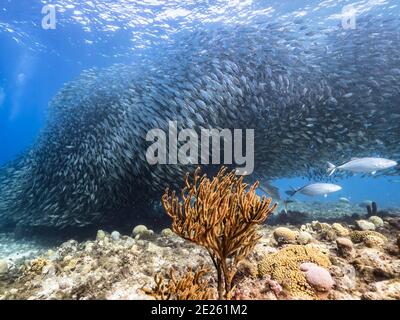 Hunting Blue Runner in bait ball, school of fish in turquoise water of coral reef in Caribbean Sea, Curacao Stock Photo