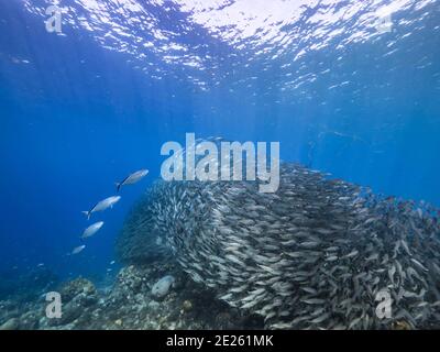 Hunting Blue Runner in bait ball, school of fish in turquoise water of coral reef in Caribbean Sea, Curacao Stock Photo