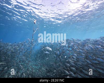 Hunting Horse-Eye Jack in bait ball, school of fish in turquoise water of coral reef in Caribbean Sea, Curacao Stock Photo