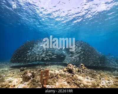 Hunting Blue Runner in bait ball, school of fish in turquoise water of coral reef in Caribbean Sea, Curacao Stock Photo