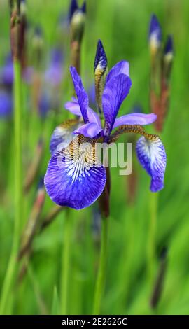 Blue Flag Iris (Iris versicolor), Bodnant Gardens, Tal-y-Cafn, Conwy, Wales, UK Stock Photo