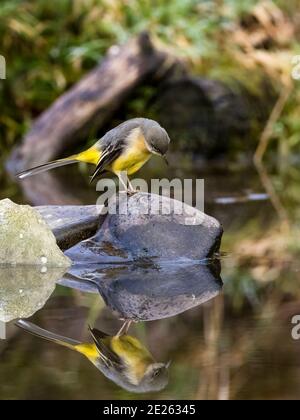 A grey wagtail reflected in a garden pond in mid Wales Stock Photo