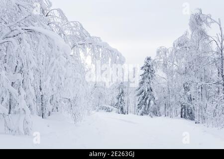 winter snow-covered road through frosty forest Stock Photo