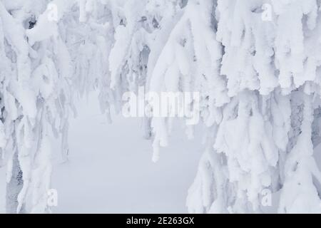 natural background - snow-covered tree branches after a blizzard Stock Photo