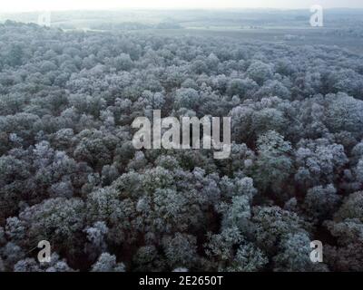 Trees white with a hoar frost in the New Forest, Hampshire Stock Photo