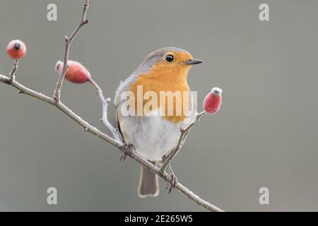 The beautiful Robin perched on dog rose (Erithacus rubecula) Stock Photo