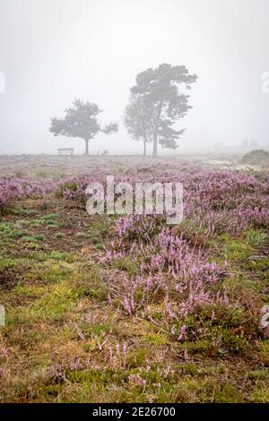 Blooming heather and trees, bench and bicycle silhouetted against thick fog over heathland in late summer, Leersumse Veld, Utrecht, the Netherlands Stock Photo