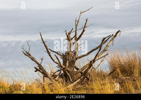 WA19091-00...WASAHINGTON - Dead tree located on a dune overlooking the Pacific Ocean at Benson Beach in Cape Disappointment State Park. Stock Photo