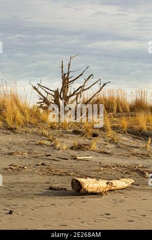 WA19092-00...WASHINGTON - Sandpipers on Benson Beach in Cape Disappointment State Park. Stock Photo