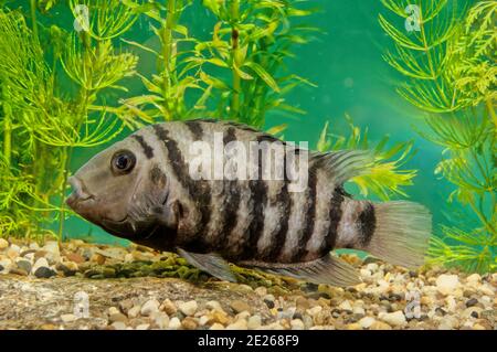 The convict cichlid (Amatitlania nigrofasciata) is a fish species from the family Cichlidae, native to Central America, also known as the zebra cichli Stock Photo