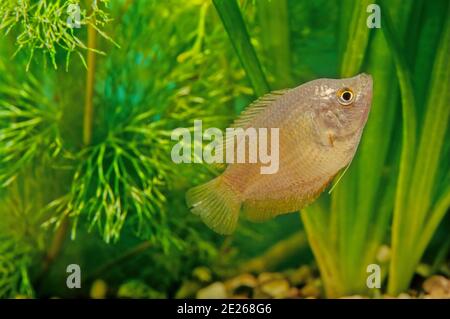 The dwarf gourami (Trichogaster lalius) is a species of gourami native to South Asia. Stock Photo