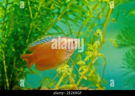 The dwarf gourami (Trichogaster lalius) is a species of gourami native to South Asia. Stock Photo