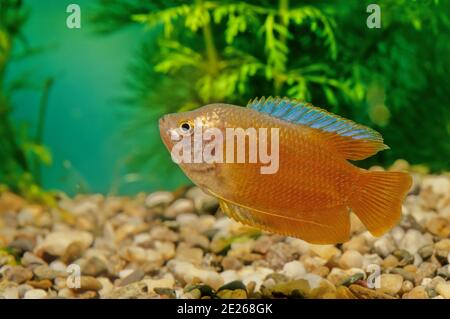 The dwarf gourami (Trichogaster lalius) is a species of gourami native to South Asia. Stock Photo