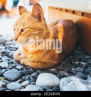 Cute ginger cat basking on the beach in the bright sun - seaside resort - overexposure and animal shelter on vacation Stock Photo